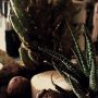 Acqua Garden (10)