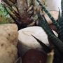 Acqua Garden (13)