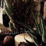 Acqua Garden (8)